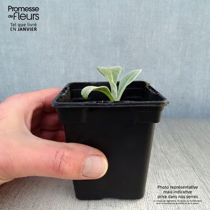 Centaurea montana 7/8 cm pot sample as delivered in winter