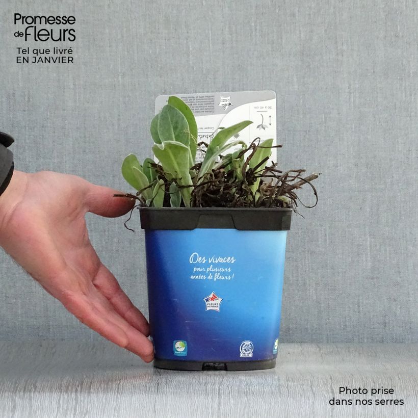 Centaurea montana 2L/3L pot sample as delivered in winter