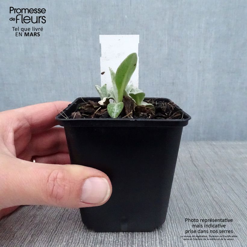 Centaurea montana Coerulea 8/9 cm pot sample as delivered in winter