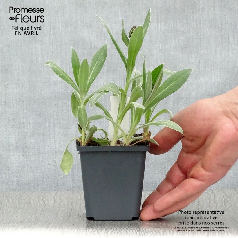 Centaurea montana Amethyst in Snow 8/9 cm pot sample as delivered in spring