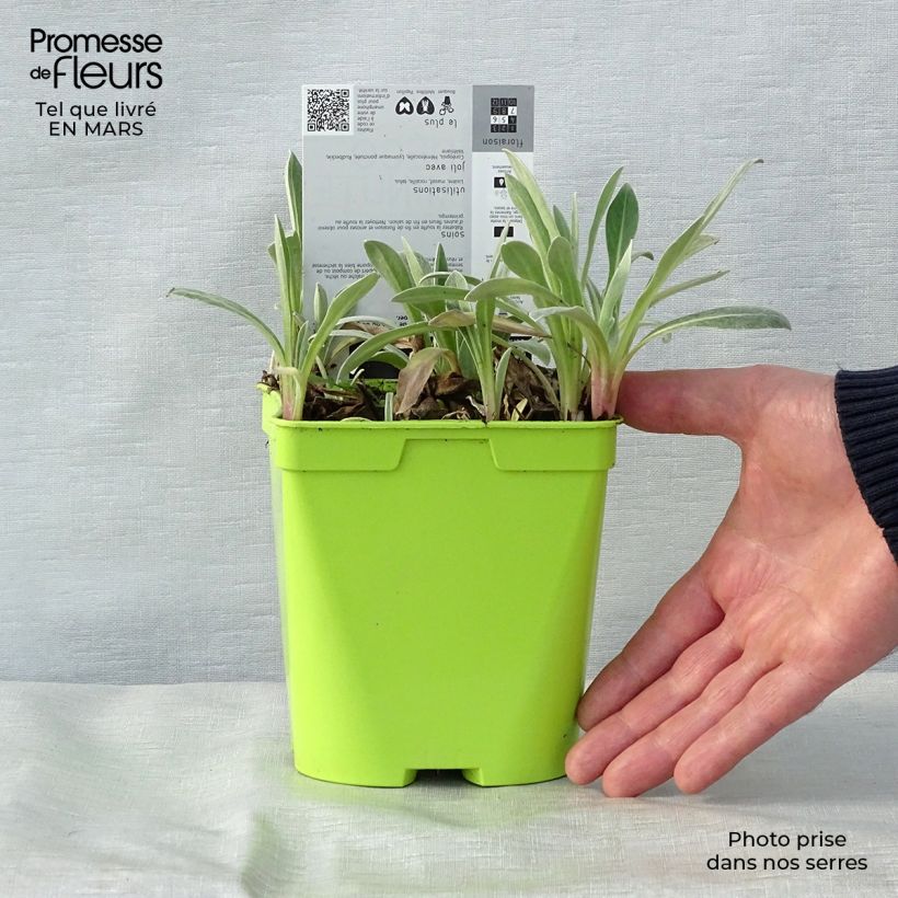 Centaurea montana Amethyst in Snow 1.5L/2L pot sample as delivered in spring