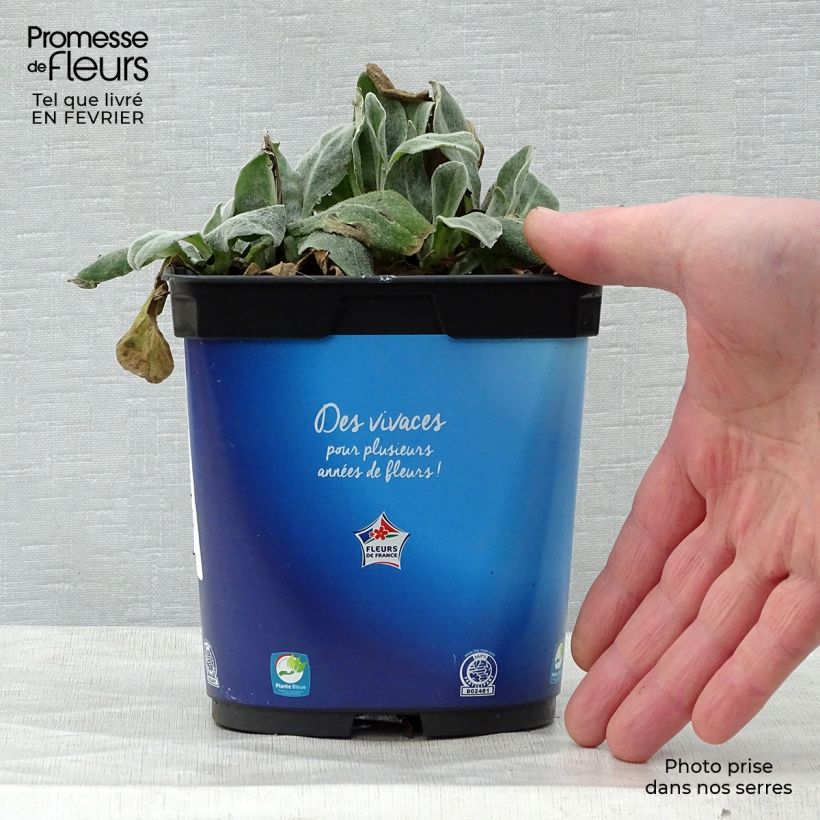 Centaurea montana Sulphurea 2L/3L pot sample as delivered in winter