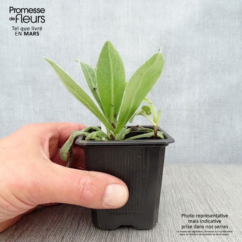 Centaurea montana Alba 8/9 cm pot sample as delivered in spring