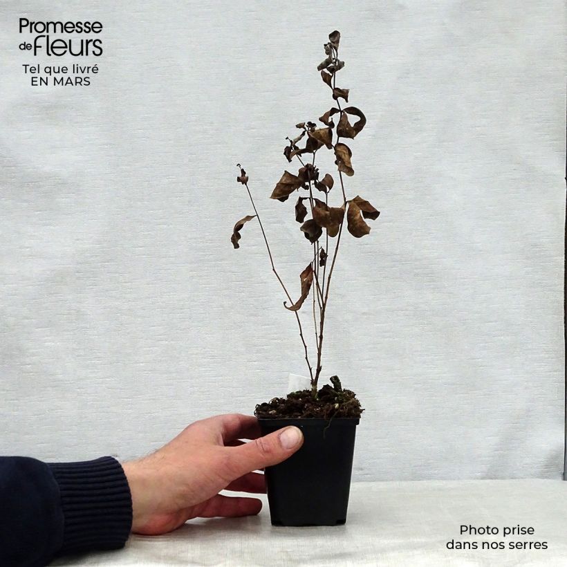 Centaurea montana Amethyst Dream 8/9 cm pot sample as delivered in spring