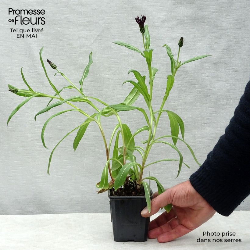 Centaurea montana Black Sprite 8/9 cm pot sample as delivered in spring
