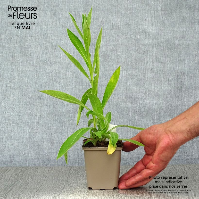 Centaurea montana Jordy 8/9 cm pot sample as delivered in spring