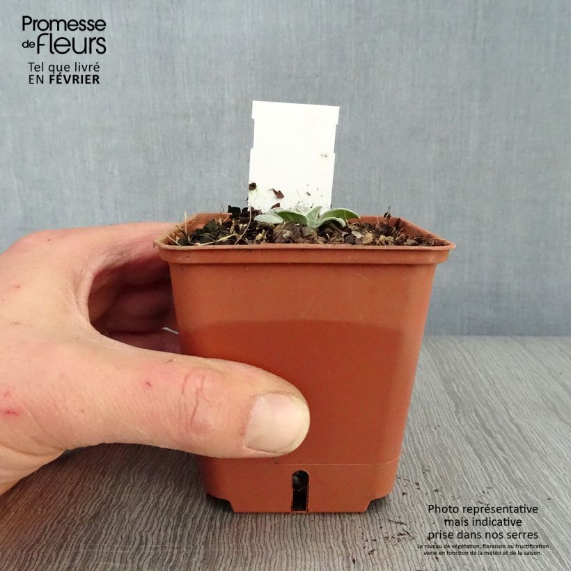 Centaurea montana Carnea 8/9 cm pot sample as delivered in winter