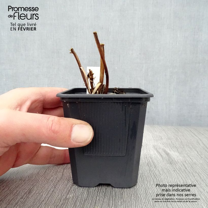 Macleaya cordata Flamingo 8/9 cm pot sample as delivered in winter