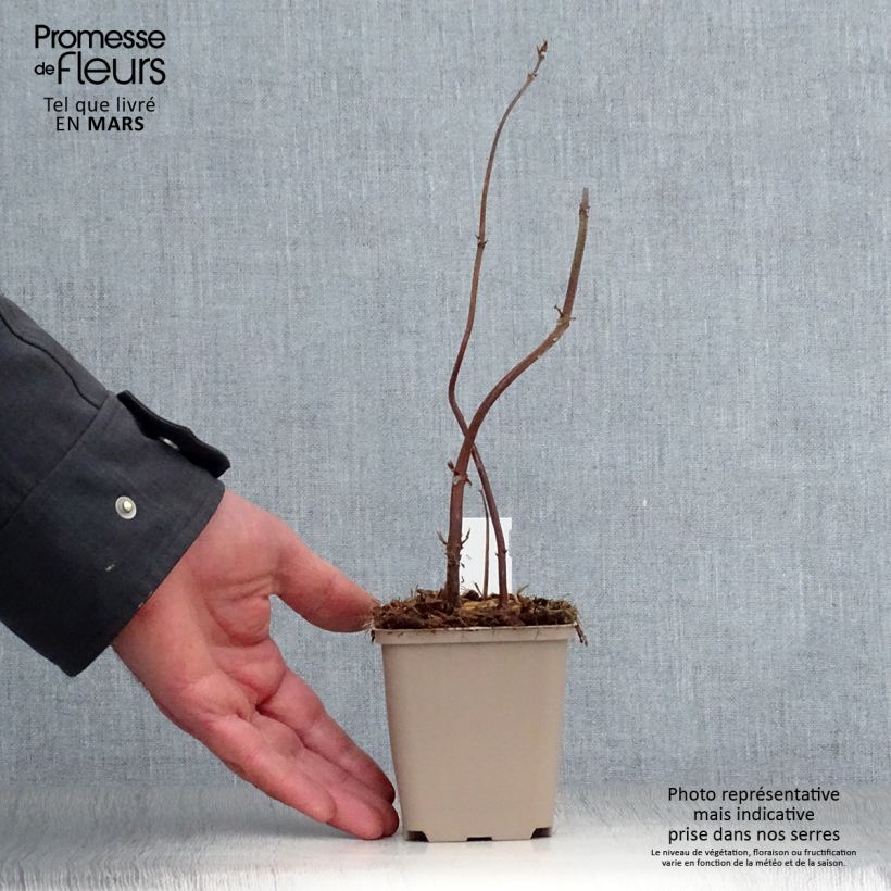 Boehmeria biloba - False Nettle 8/9 cm pot sample as delivered in spring