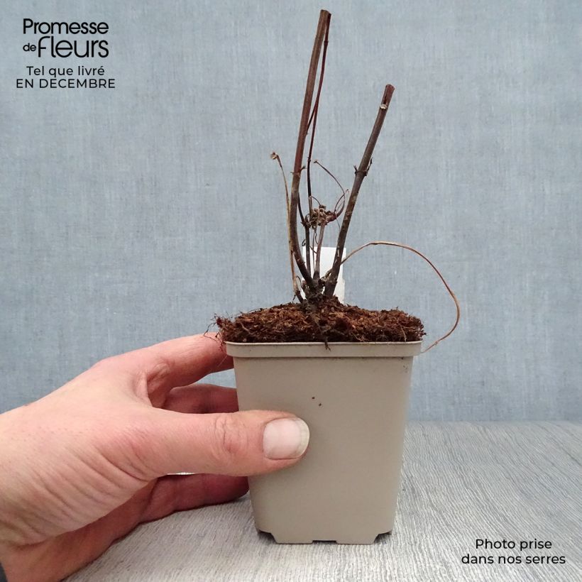 Boehmeria sieboldiana - False Nettle 8/9 cm pot sample as delivered in winter