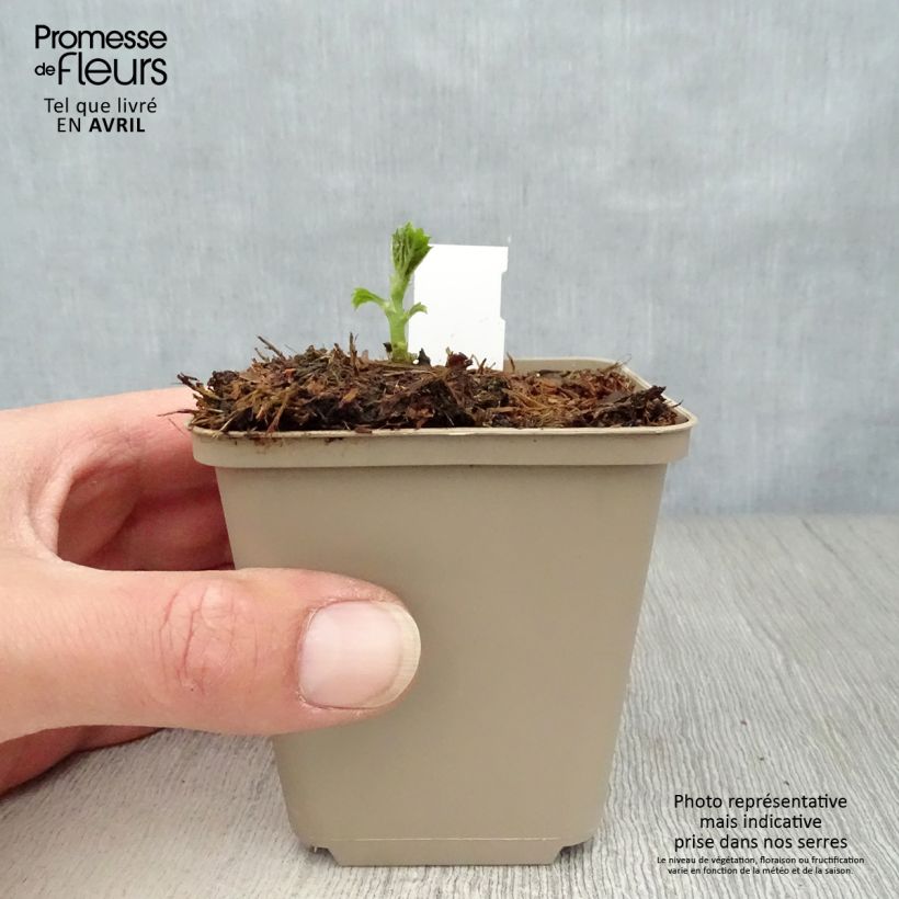 Boehmeria sieboldiana - False Nettle 8/9 cm pot sample as delivered in spring