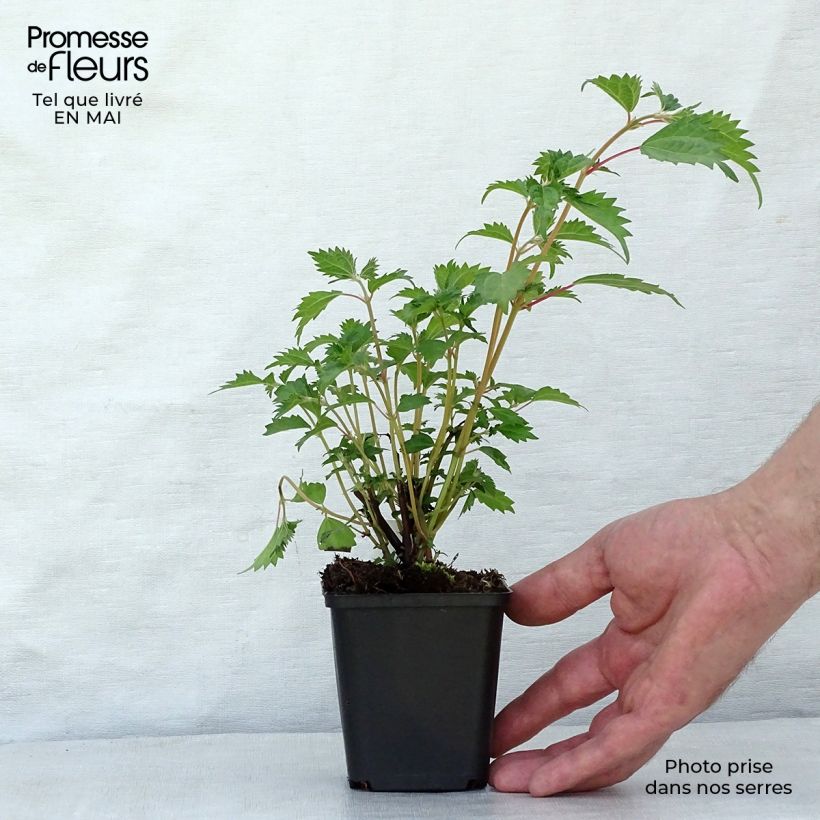 Boehmeria spicata - False Nettle 8/9 cm pot sample as delivered in spring