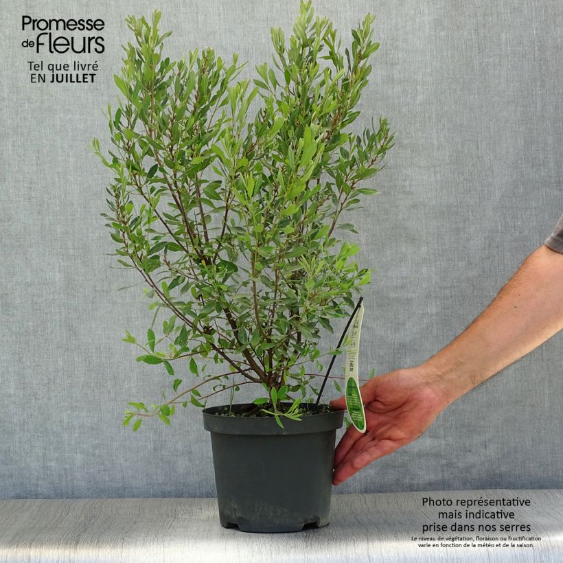 Myrica gale 1.5L/2L pot sample as delivered in summer