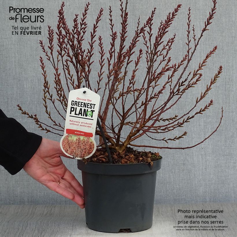 Myrica gale 2L/3L pot sample as delivered in winter
