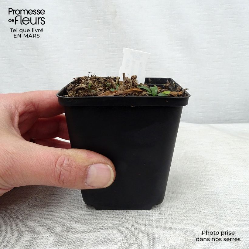 Boltonia asteroides Snowbank 8/9 cm pot sample as delivered in spring