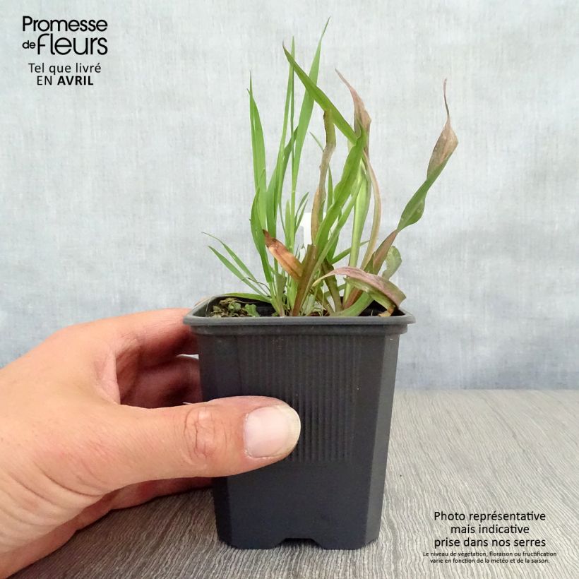 Boltonia asteroides Latisquama 8/9 cm pot sample as delivered in spring