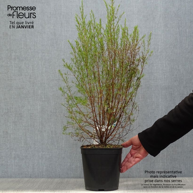 Boronia Carousel 4L/5L pot sample as delivered in winter