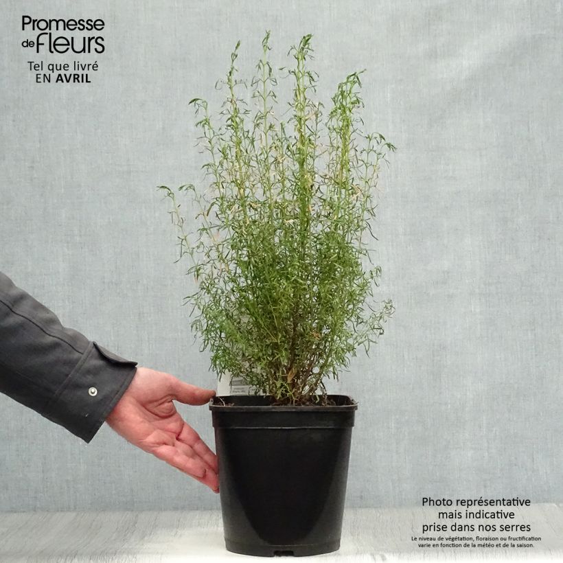 Boronia heterophylla Ice Charlotte 4L/5L pot sample as delivered in spring