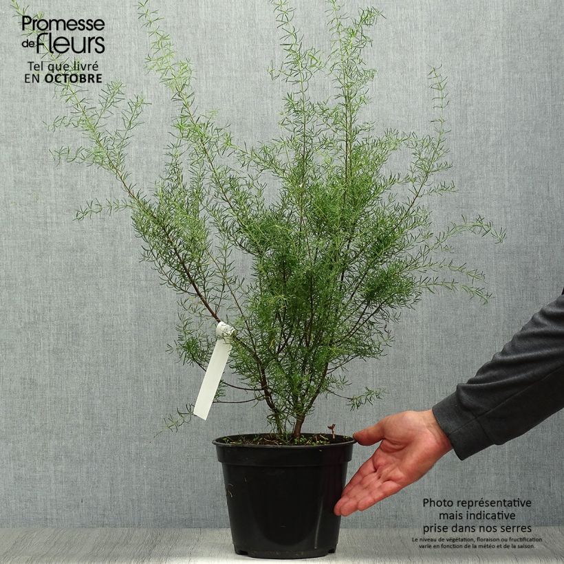 Boronia megastigma Tui 4L/5L pot sample as delivered in autumn