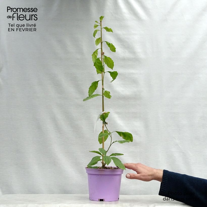 Bougainvillea spectabilis x glabra Violet de Mèze 3L/4L pot sample as delivered in winter