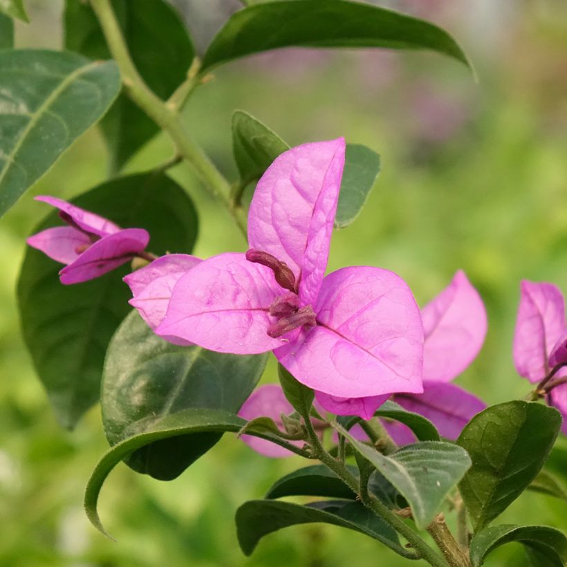 Bougainvillea spectabilis x glabra Violet de Mèze (Flowering)