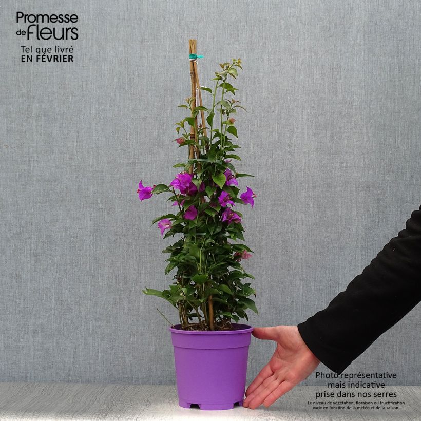 Bougainvillea glabra Sanderiana 'Alexandra' 2L/3L pot sample as delivered in winter