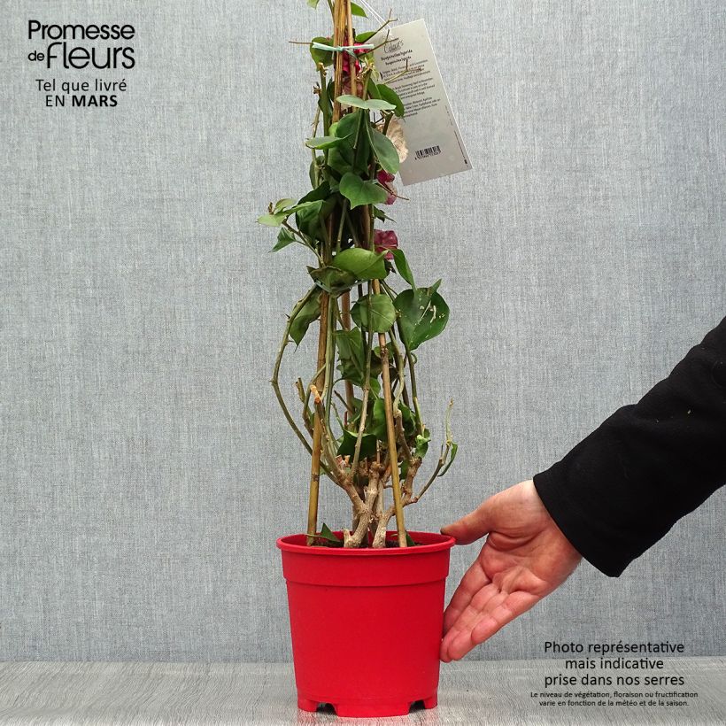 Bougainvillea spectabilis White 2L/3L pot sample as delivered in spring