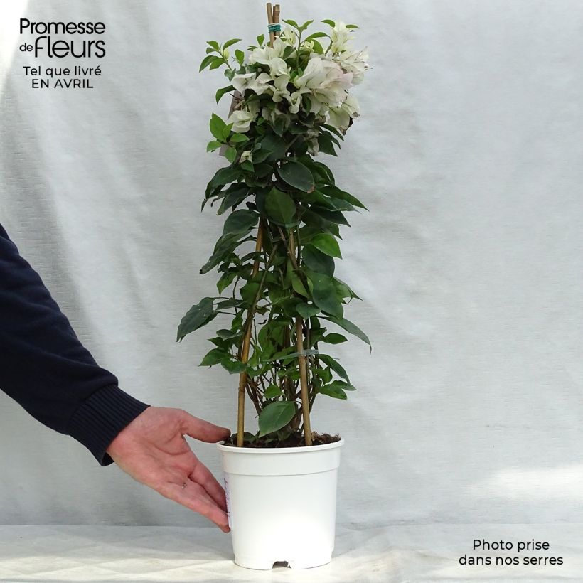 Bougainvillea spectabilis White Pink 2L/3L pot sample as delivered in spring