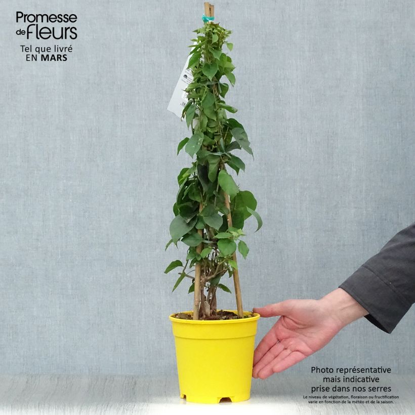 Bougainvillea spectabilis Yellow 2L/3L pot sample as delivered in spring