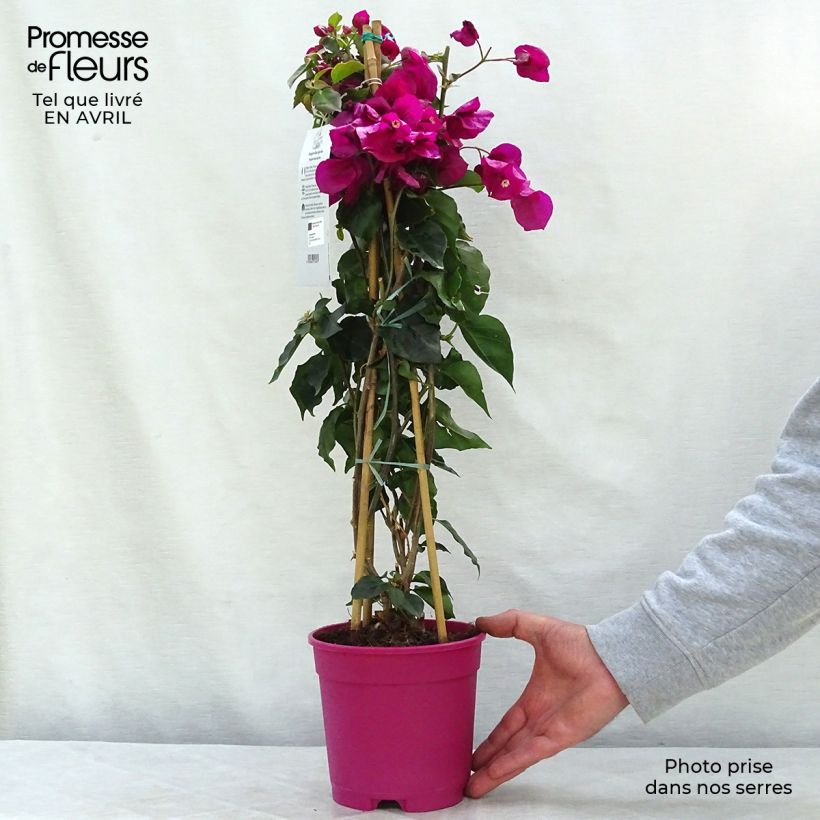 Bougainvillea spectabilis Purple Violet 2L/3L pot sample as delivered in spring