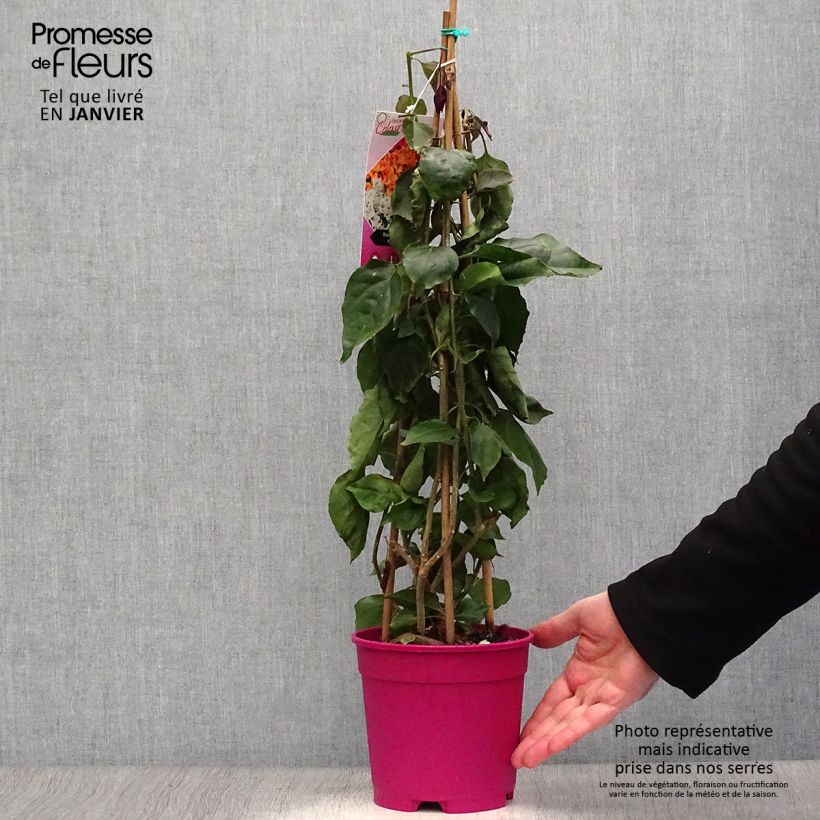 Bougainvillea spectabilis Purple Violet 2L/3L pot sample as delivered in winter