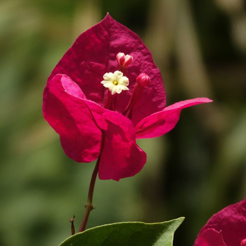 Bougainvillea spectabilis Deep Red (Flowering)