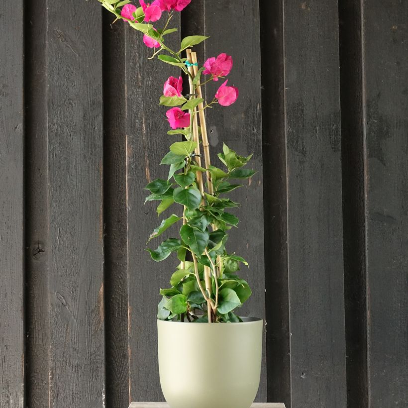 Bougainvillea spectabilis Deep Red (Plant habit)