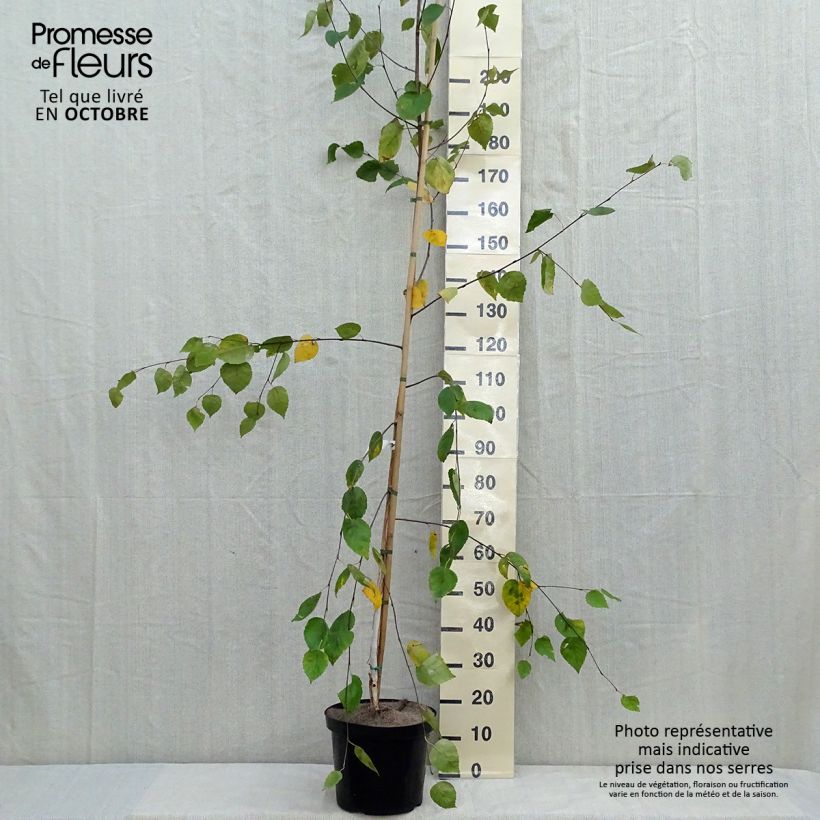 Betula utilis var. jacquemontii - Himalayan Birch 4L/5L pot sample as delivered in autumn