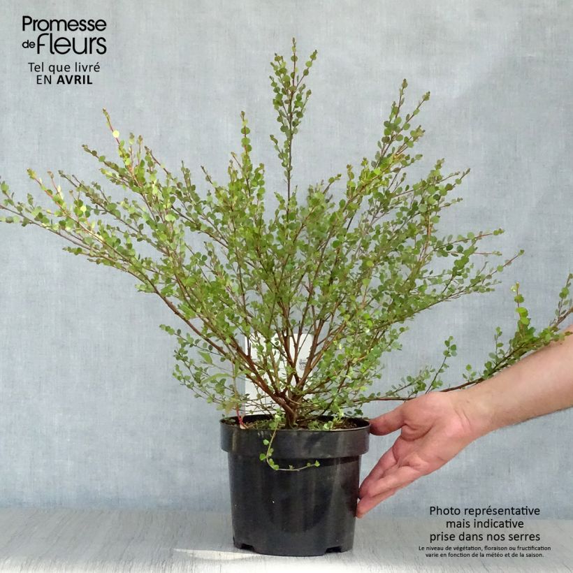 Betula nana - Dwarf Birch 2L/3L pot sample as delivered in spring