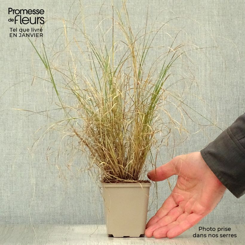 Bouteloua gracilis 8/9 cm pot sample as delivered in winter