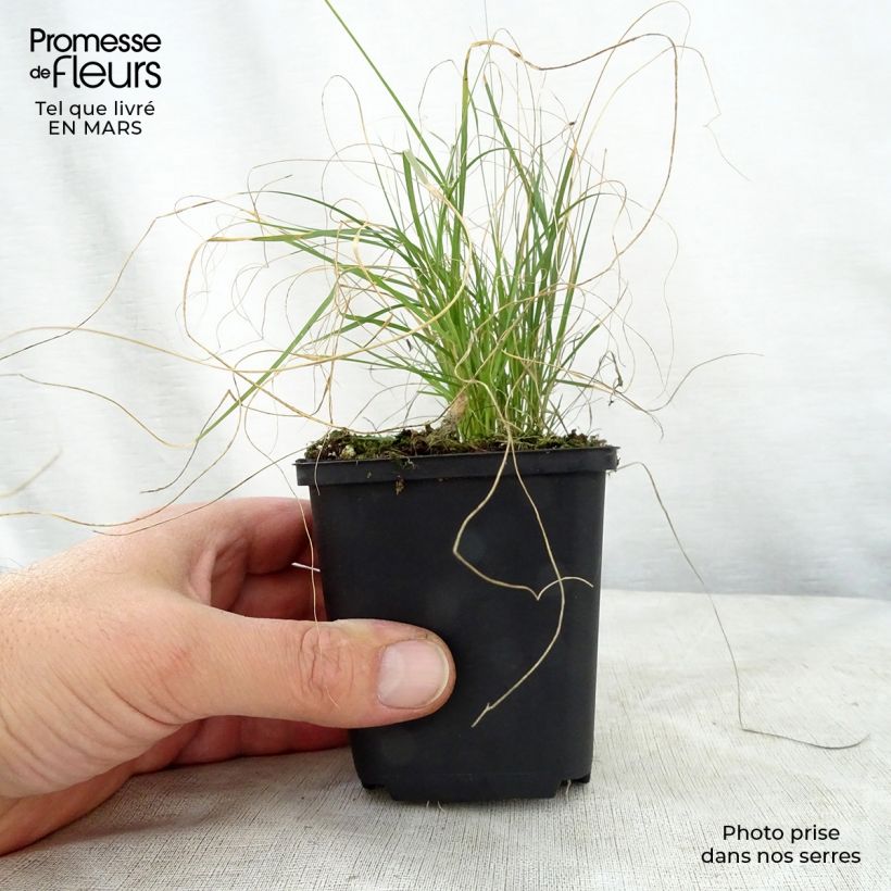 Bouteloua gracilis 8/9 cm pot sample as delivered in spring