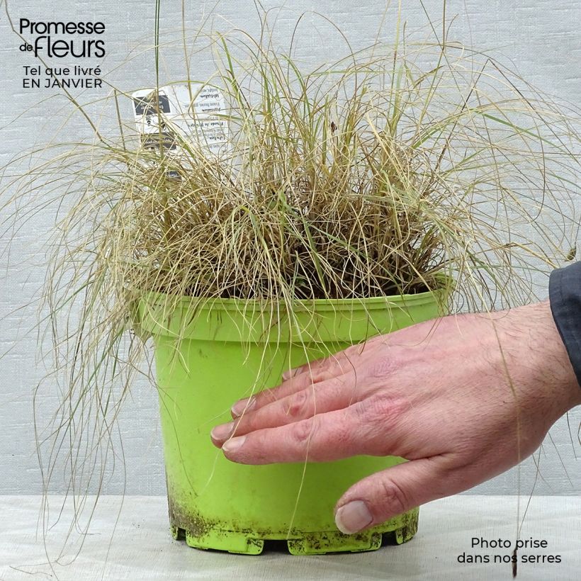 Bouteloua gracilis 1.5L/2L pot sample as delivered in winter