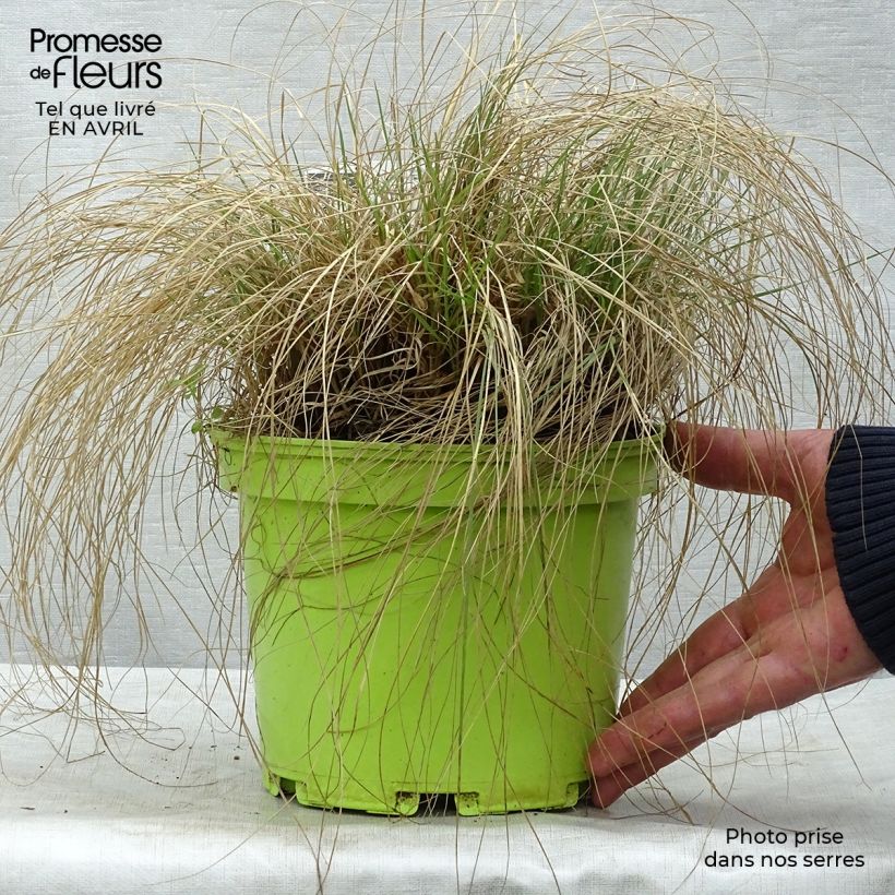Bouteloua gracilis 1.5L/2L pot sample as delivered in spring