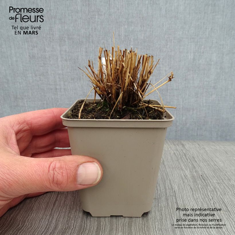 Brachypodium sylvaticum 8/9 cm pot sample as delivered in winter