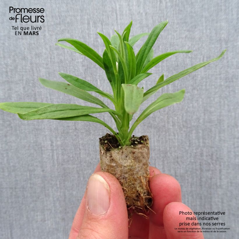 Bracteantha bracteata Heliana White - Strawflower Plug plant 1.5/2.5 cm sample as delivered in spring