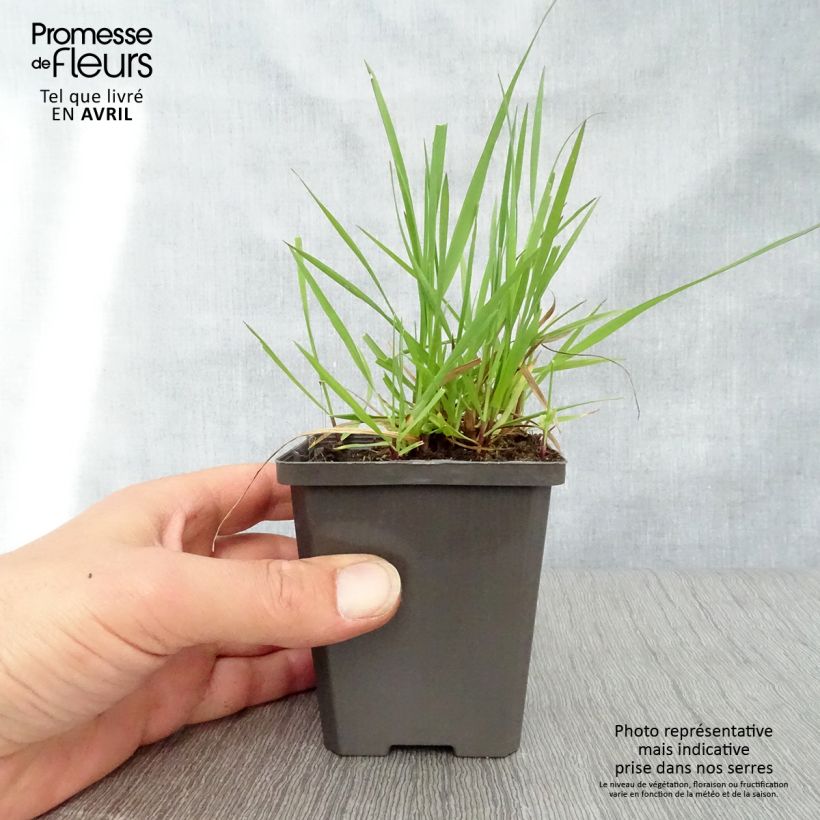 Briza media 7/8 cm pot sample as delivered in spring