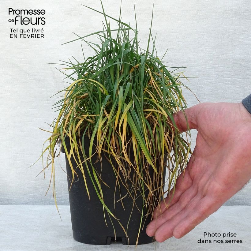 Briza media 2L/3L pot sample as delivered in winter