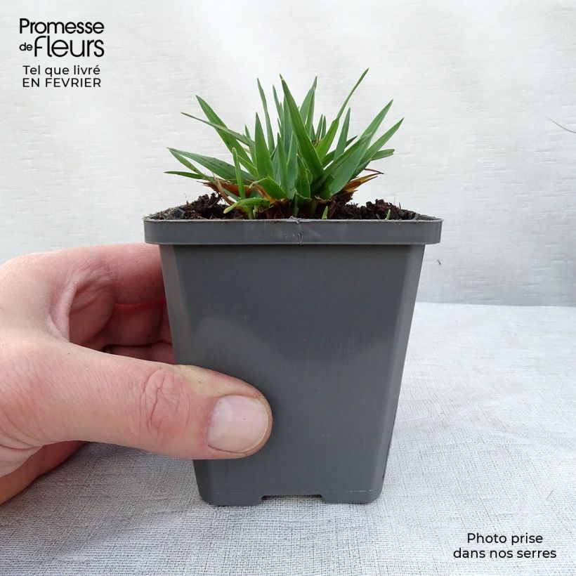 Briza media 7/8 cm pot sample as delivered in winter