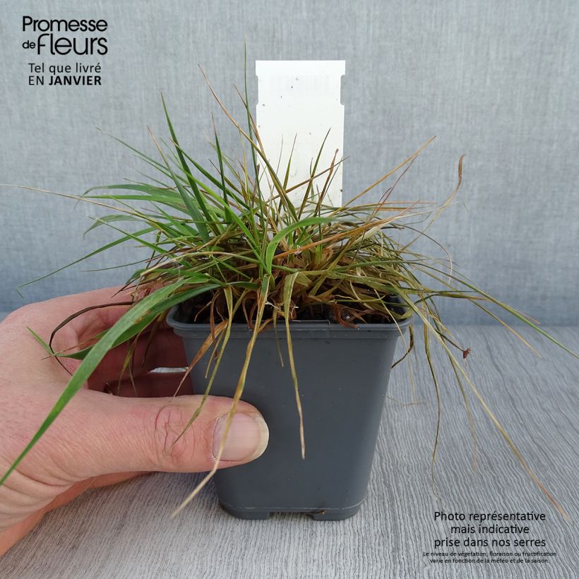 Briza triloba - Quake grass 8/9 cm pot sample as delivered in winter