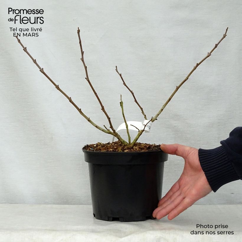 Broussonetia papyrifera Golden Shadow 4L/5L pot sample as delivered in spring