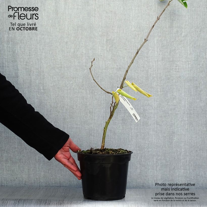 Broussonetia papyrifera Golden Shadow 4L/5L pot sample as delivered in autumn