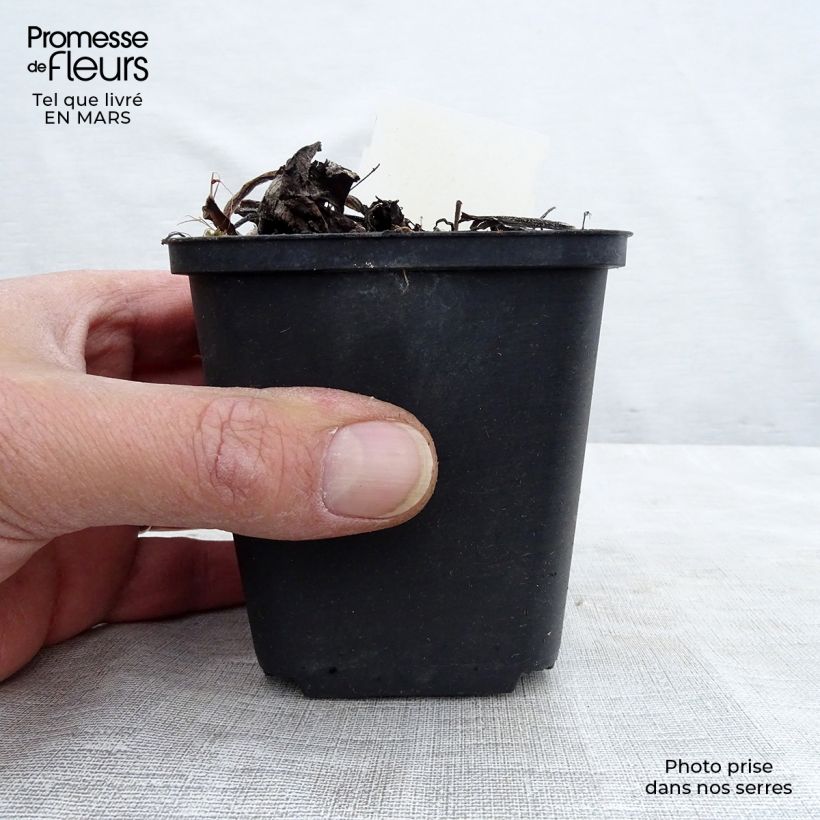 Brunnera macrophylla Variegata - Siberian Bugloss 8/9 cm pot sample as delivered in winter