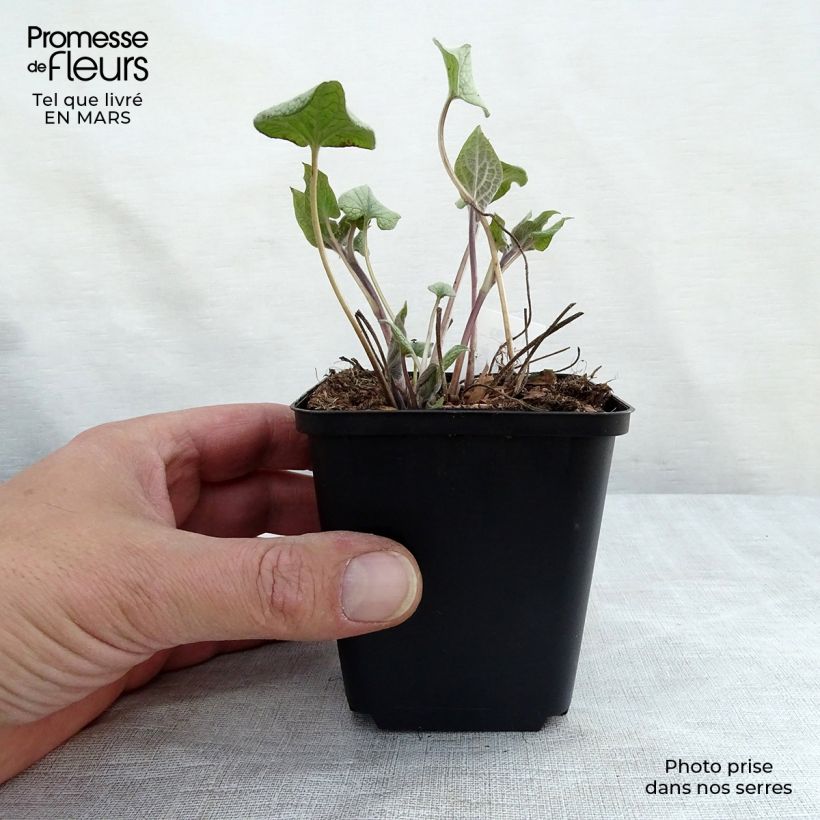 Brunnera macrophylla Alexanders Great - Siberian Bugloss 8/9 cm pot sample as delivered in winter