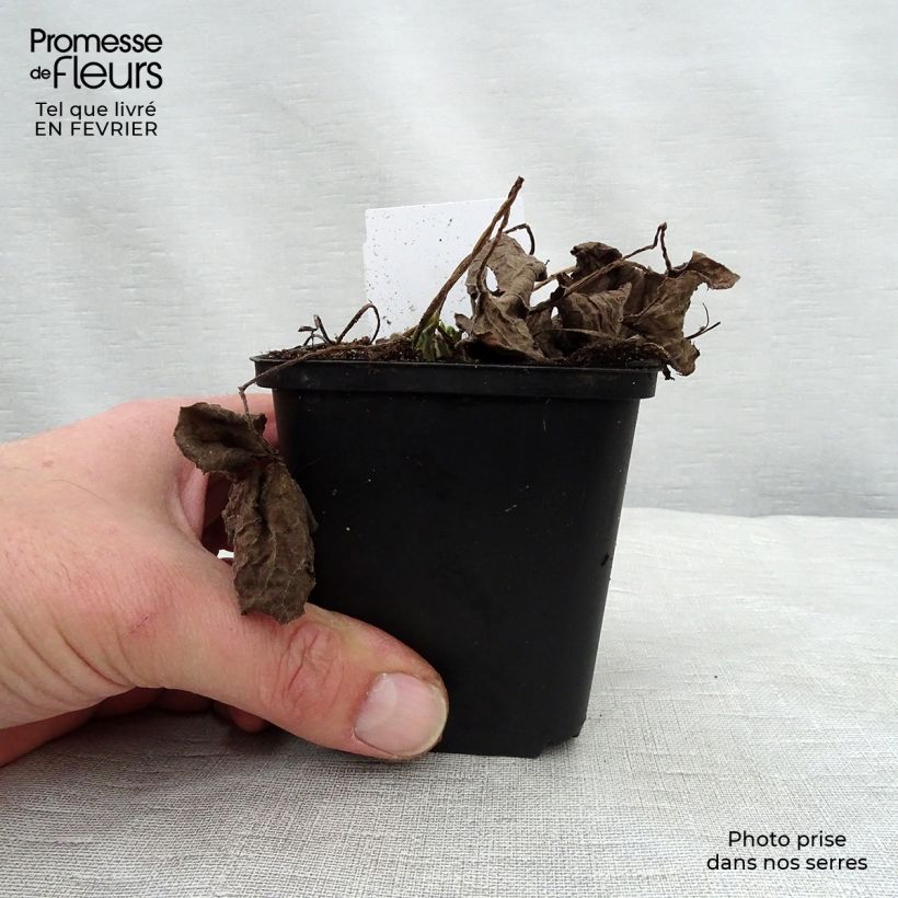 Brunnera macrophylla Betty Bowring - Siberian Bugloss 8/9 cm pot sample as delivered in winter